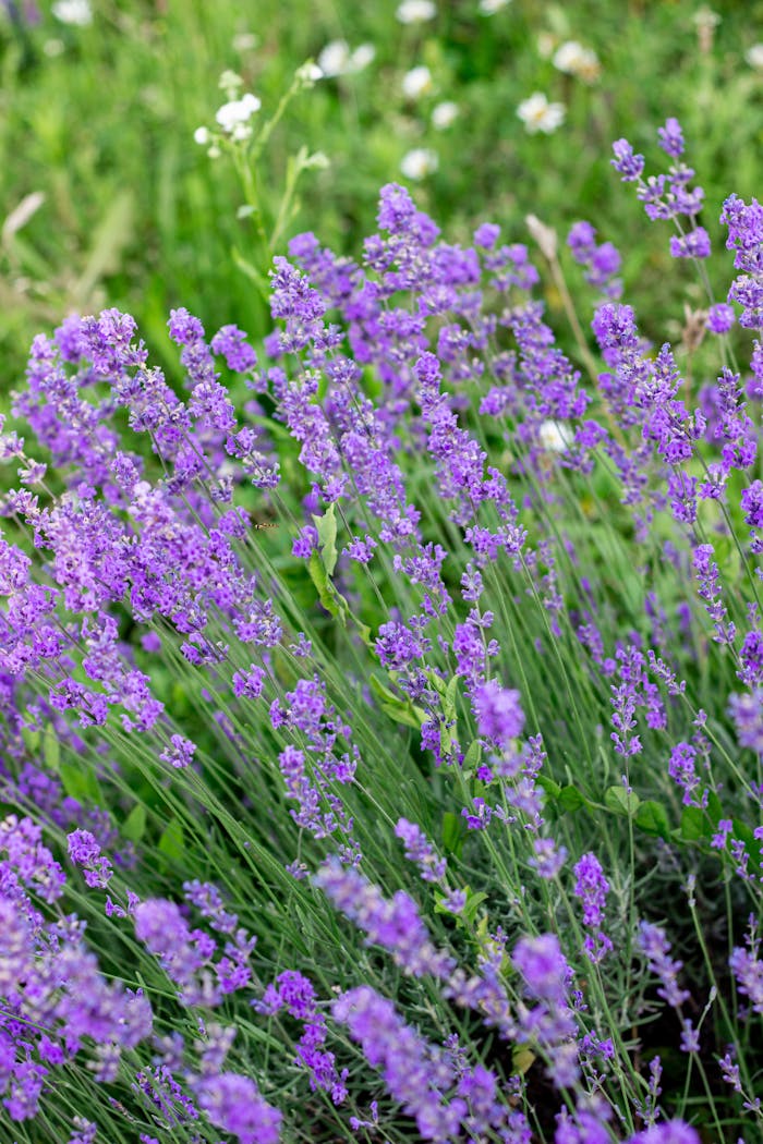 Close-up of blooming lavender flowers in a lush green field during summer.